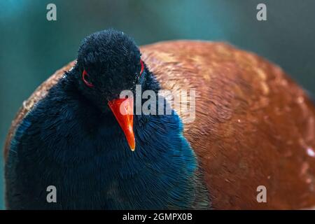 Nahaufnahme einer Weißnapftaube (Otidiphaps nobilis aruensis) Stockfoto