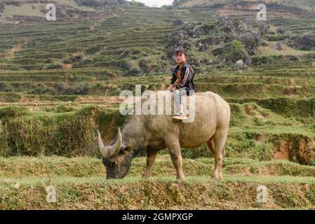 Sapa, Vietnam - 14. April 2016: Junge auf Büffelreiten auf dem Reisfeld. Vietnamesische Kinder im Dorf haben die Pflicht, sich um Haustiere zu kümmern. Stockfoto