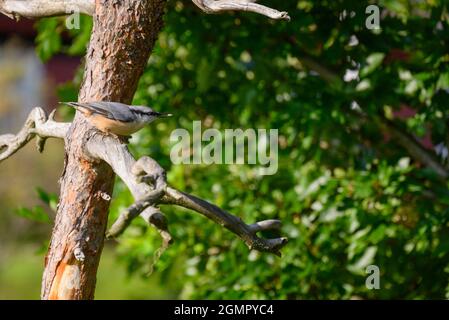 Eurasischer Kleiber (Sitta europaea) auf einem Zweig mit Samen im Schnabel sitzend, Hintergrund unscharf, Bild aus Vasternorrland Schweden. Stockfoto