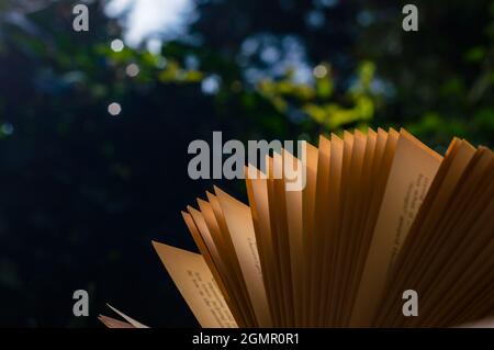 Ein Bild eines offenen Buches in der Sonne. Im Hintergrund grünes Laub Stockfoto