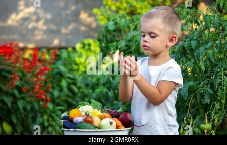 Das Kind hält Gemüse in den Händen. Gemüse in einer Schüssel auf dem Bauernhof. Bio-Produkt aus dem Bauernhof. Selektiver Fokus. Natur Stockfoto