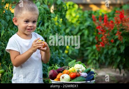 Das Kind hält Gemüse in den Händen. Gemüse in einer Schüssel auf dem Bauernhof. Bio-Produkt aus dem Bauernhof. Selektiver Fokus. Natur Stockfoto