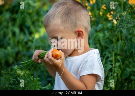 Das Kind hält Gemüse in den Händen. Gemüse in einer Schüssel auf dem Bauernhof. Bio-Produkt aus dem Bauernhof. Selektiver Fokus. Natur Stockfoto