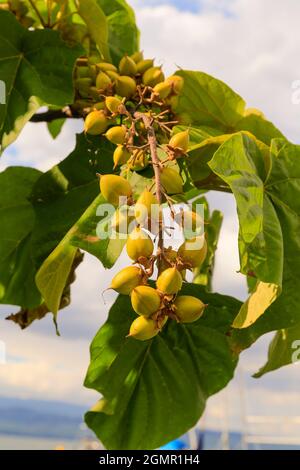 Paulownia Tomentosa, Empress Tree, Princess Tree, Foxglove Tree - blassgrüne/braune Früchte an Ästen, mit Laub. Stockfoto