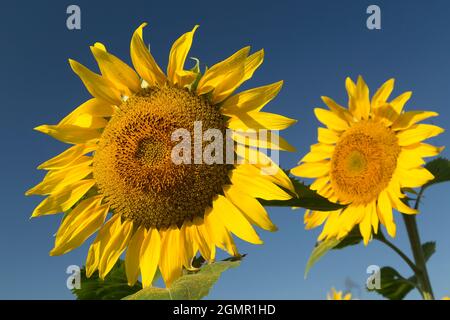 Sonnenblumen vor einem klaren blauen Himmel. Stockfoto