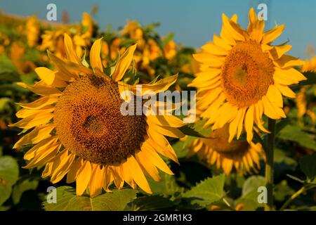 Sonnenblumen vor einem klaren blauen Himmel. Stockfoto
