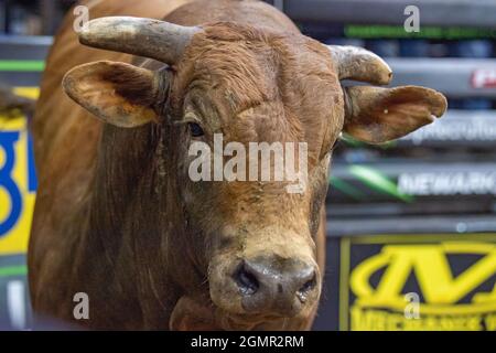 Newark, Usa. September 2021. Leroy gesehen während der Professional Bull Riders 2021 Unleash the Beast Event im Prudential Center in Newark. (Foto von Ron Adar/SOPA Images/Sipa USA) Quelle: SIPA USA/Alamy Live News Stockfoto