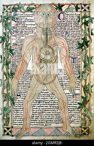 ANATOMISCHES DIAGRAMM UM 1292, das die Venen aus einem Buch in der Bodley Library zeigt Stockfoto