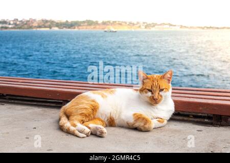 Erwachsene Katze mit roten Flecken liegt an der Küste und ruht in der Sonne Stockfoto