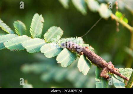 Ein grün-grauer Toki-Gecko (Gekko-Gecko) lauert auf dem albizia-Blatt, die Eidechse wechselt ihre Farbe und hat eine schützende Färbung Stockfoto