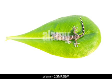 Ein grauer Toki Gecko (Gekko Gecko) auf weißem Hintergrund, isoliert auf grünem Blatt Stockfoto