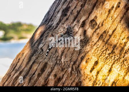 Ein grauer Toki Gecko (Gekko Gecko) auf dem Stumpf eines Thailandbaums. Nahaufnahme Stockfoto