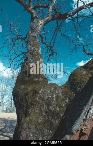 Weltlicher Baum. Die dreifache Eiche ist mehr als zweihundert Jahre alt und ist mit Wucherungen und Moos bedeckt. Frühling im alten Park Stockfoto