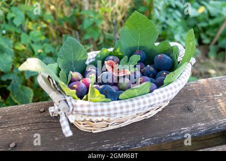 Ein Korbkorb voller frisch gepflückter purpurner Feigen auf einem Holztisch. Die in der Mitte geschnittene Feige lädt zum Probieren ein. Landleben Co Stockfoto