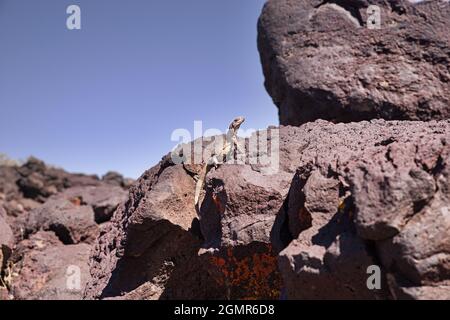 Gemeine Kicherwandeidechse oder Sauromalus ater auf Basaltgesteinen Stockfoto