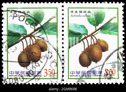 MOSKAU, RUSSLAND - 31. JULI 2021: Zwei in Taiwan gedruckte Briefmarken zeigen Actinidia callosa, Beerenserie (2012-2014), um 2012 Stockfoto