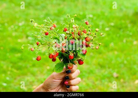 Ein paar frische Erdbeeren mit Blättern in der Hand einer Frau auf grünem Hintergrund Stockfoto