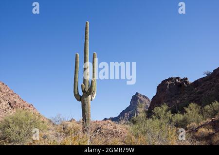 saguaro Kaktus und Signal Peak im Kofa National Wildlife Refuge in Arizona Stockfoto