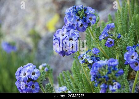 Sky Pilot oder Polemonium Eximium blühen hoch in den Sierra Nevada Bergen Stockfoto