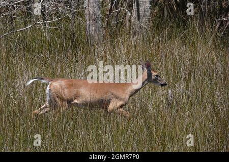 Ein Weißschwanzhirsch läuft durch spartinagras entlang des Salzsumpfs in Mount Pleasant, South Carolina. Stockfoto