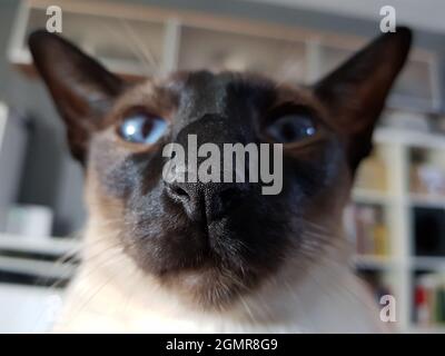 Nahaufnahme der siamesischen Katze in geringer Tiefe Stockfoto