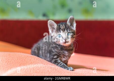 Lustige Kätzchen hob seine Pfote. Heimatlose Tiere. Behandlung von Hauskatzen. Stockfoto