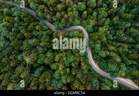 Eine Biegestraße von oben, die durch einen grünen Wald führt. Drohnenaufnahme für Hintergrundbilder, von oben aus Luftaufnahme im Spätsommer. Stockfoto