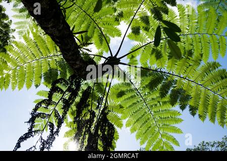 Grüne Palme von unten, Froschperspektive malaysischer Vegetation Stockfoto