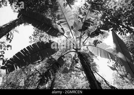 Schwarz-Weiß-Bild einer Palme von unten, Froschperspektive, Regenwaldvegetation in malaysia Stockfoto