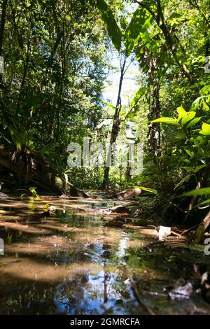 Kleiner See mit Sonnenreflexionen im tiefen Regenwald malaysias, umgeben von grüner Vegetation Stockfoto