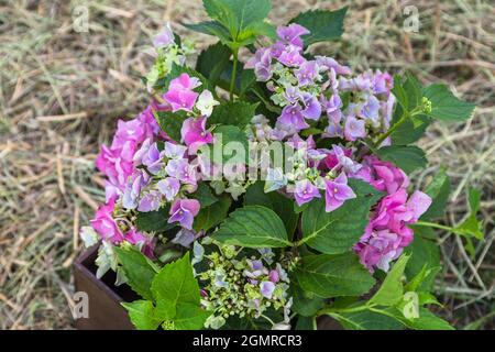 Hortensia macrophylla Magischer Amethyst Hokomathyst Stockfoto