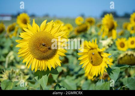 Gruppen von Bienen, die an einem warmen Sommertag auf blühenden gelben Sonnenblumen als Makros sitzen. Stockfoto