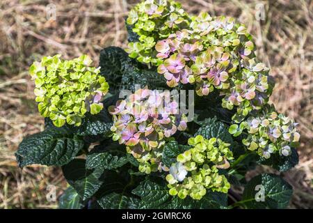 Hortensia macrophylla Magischer Amethyst Hokomathyst Stockfoto