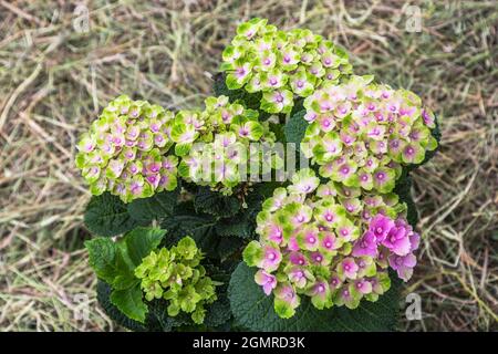 Hortensia macrophylla Magischer Amethyst Hokomathyst Stockfoto