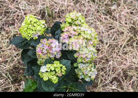 Hortensia macrophylla Magischer Amethyst Hokomathyst Stockfoto