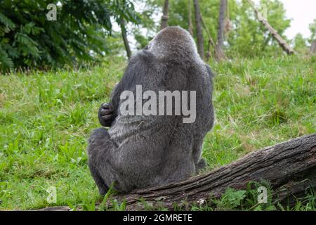 Rückaufnahme eines östlichen Gorillas, der an einem Baumstamm auf dem Gras sitzt Stockfoto