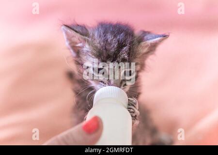 Kleines graues Kätzchen trinkt Milch aus einer Flasche. Füttern von Kätzchen ohne stillende Katze. Jungtiere auf künstlicher Fütterung. Hand-Fütterung niedlichen verwaisten Baby KI Stockfoto