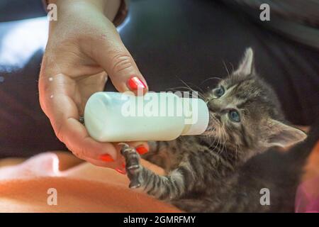 Kleines graues Kätzchen trinkt Milch aus einer Flasche. Füttern von Kätzchen ohne stillende Katze. Jungtiere auf künstlicher Fütterung. Hand-Fütterung niedlichen verwaisten Baby KI Stockfoto