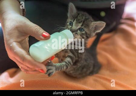 Kleines graues Kätzchen trinkt Milch aus einer Flasche. Füttern von Kätzchen ohne stillende Katze. Jungtiere auf künstlicher Fütterung. Hand-Fütterung niedlichen verwaisten Baby KI Stockfoto