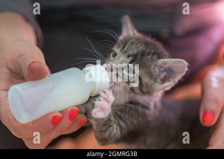 Kleines graues Kätzchen trinkt Milch aus einer Flasche. Füttern von Kätzchen ohne stillende Katze. Jungtiere auf künstlicher Fütterung. Hand-Fütterung niedlichen verwaisten Baby KI Stockfoto