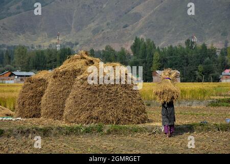 Kaschmir, Indien. September 2021. Eine Kaschmiri-Frau trägt Grasklumpen, um Heuballen während der Reisernten-Saison am Stadtrand von Srinagar auf dem Feld zu produzieren.Indien ist einer der weltweit größten Produzenten von weißem Reis und braunem Reis und macht 25 % der gesamten weltweiten Reisproduktion aus. Reis ist Indiens herausragende Ernte und das Grundnahrungsmittel der Menschen im östlichen und südlichen Teil des Landes. Kredit: SOPA Images Limited/Alamy Live Nachrichten Stockfoto