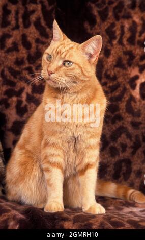 Ingwer-Katze sitzt auf einer Decke mit Leopardenmuster Stockfoto