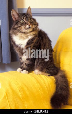 Flauschige tabby Katze sitzt auf Stuhl Arm Stockfoto