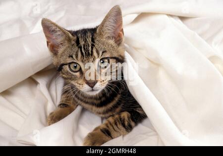 Jungtiere tabby unter Decke Stockfoto