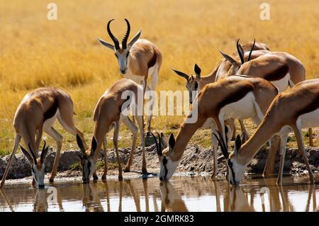 Springbock im Central Kalahari Game Reserve, Botswana Stockfoto