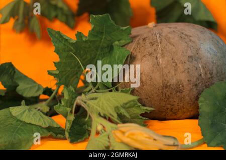 Großer Kürbis mit Blättern liegt auf orangefarbenem Hintergrund Stockfoto