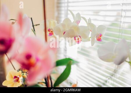 Nahaufnahme einer hellgelben Orchidee in der Nähe von Korallen und Weiß. Die Blumen wachsen auf der Fensterbank. Gartenhobby Stockfoto