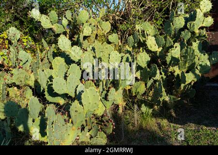 Der Kaktusgarten wird zusammen gepflanzt. Stockfoto