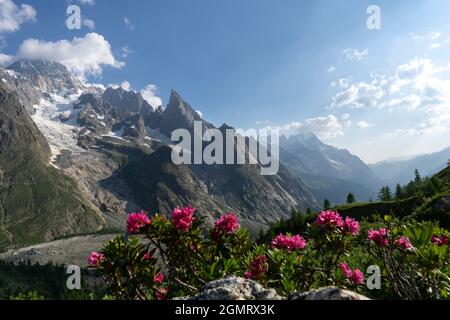 Rosa Blumen im verschwommenen Vordergrund und Berge im Hintergrund mit Schneeflecken Stockfoto