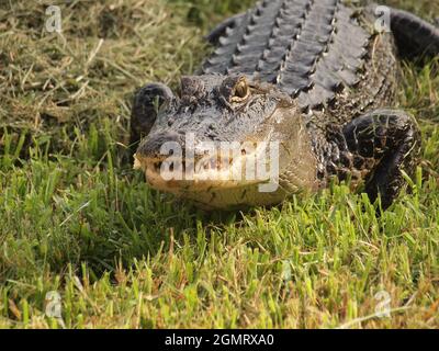 Amerikanischer Alligator in einem Teich in Florida. Der wissenschaftliche Name dieses Alligators ist Alligator Mississippienis, und dieses Reptil ist in den SE USA üblich Stockfoto